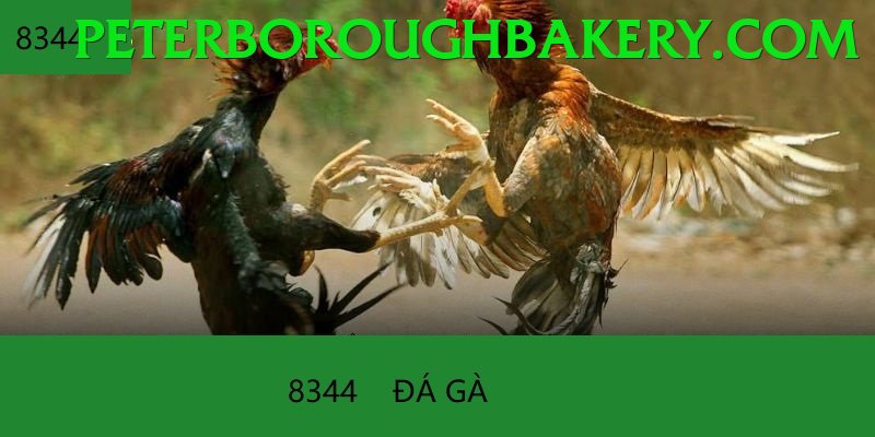 Đá Gà Trực Tiếp - zetbet